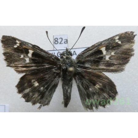 Muschampia orientalis (Reverdin, 1913) Bulgaria82a